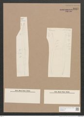 Pleurosigma sp. (de-Toni-Nr.: Genus 13) Zeichnungen Sammlung Grunow Nr. 2157 (NHMW-BOT-W0369210)